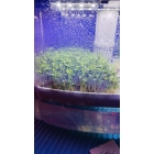 Микроферма RAWMID Dream Sprouter SDM-02 (проращиватель и выращиватель)